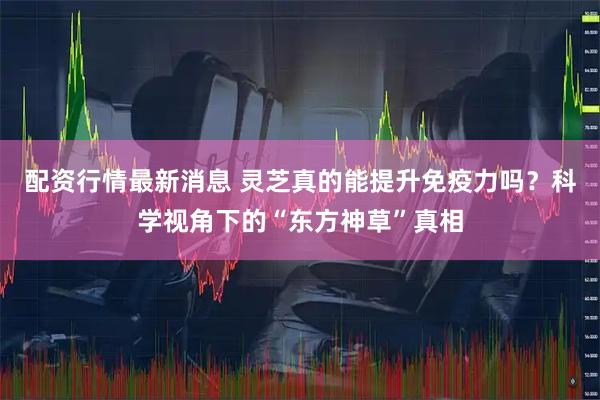 配资行情最新消息 灵芝真的能提升免疫力吗?科学视角下的“东方神草”真相